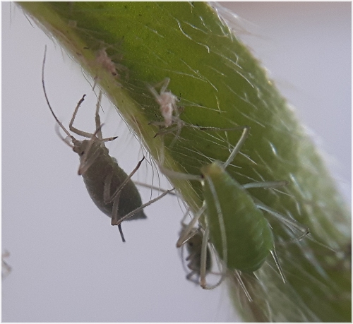 aphid 01